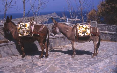 donkeys await tourists